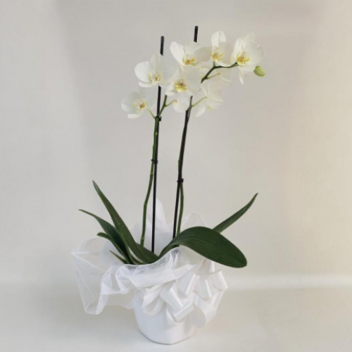 Especial de Orquideas